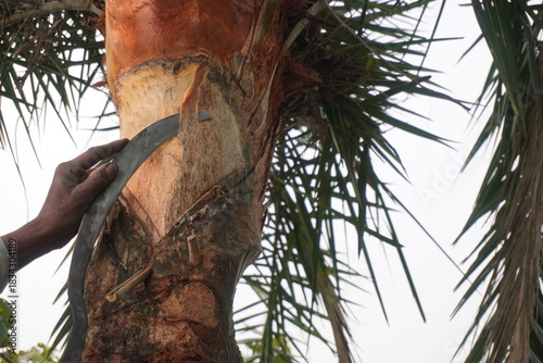 Toddy Tapper Scraping Palm Tree Trunk For Sap