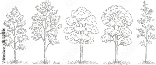 Isolated Black Tree Silhouette with Natural Branch Pattern