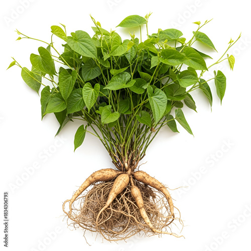 Dioscorea villosa mature plant with roots and green vines