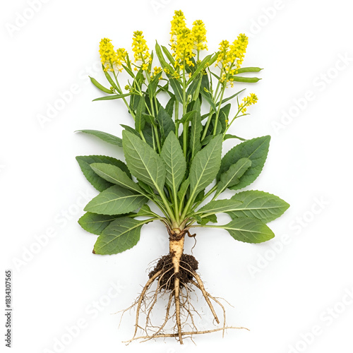 Isatis tinctoria mature plant with roots and yellow flowers