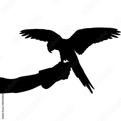 Silhouette of a parrot perched on a human hand with wings spread wide. Vector