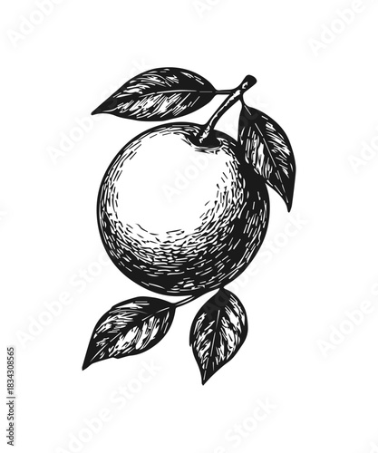 Simple hand drawn orange fruit icon, engraved illustration.