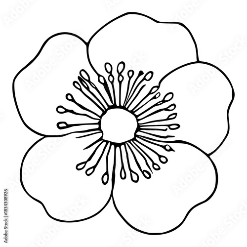 Hand-drawn black and white vector illustration of a stylized kiwi flower with prominent stamens and a central pistil, isolated on a white background.