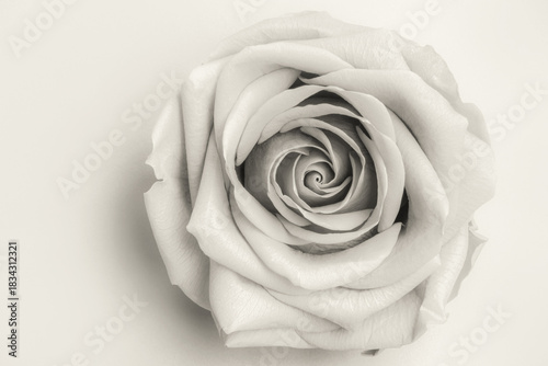 Open rose flower with beautifully unfolded petals in the color of the year 2026 cloud dancer. Stabilized flowers.