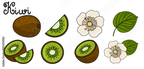 A vibrant vector illustration showcasing a whole kiwi fruit, sliced halves, wedges, a single leaf, and delicate white kiwi blossoms, presented on a clean white background.
