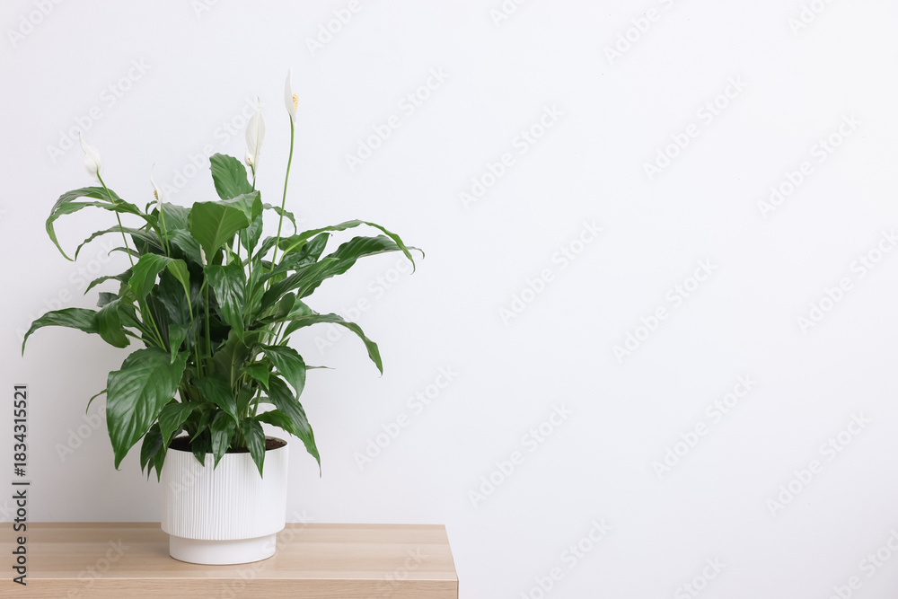 Obraz premium Beautiful spathiphyllum (peace lily) houseplant with flowers on wooden table near white wall. Space for text
