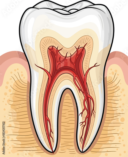 Medical dental anatomy structure of human molar tooth showing enamel dentin and red pulp with nerve blood vessels for dentistry healthcare education science concept.