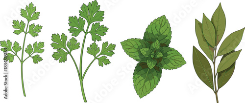 Set of four illustrated culinary herbs including cilantro, parsley, mint, and bay leaves for cooking, design, and botanical use