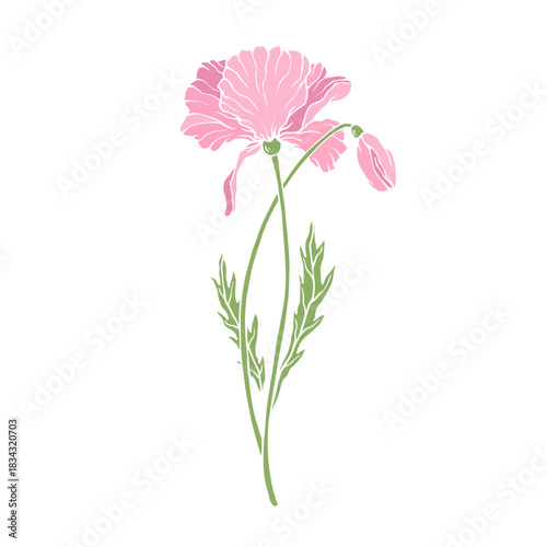 Wild poppy, seasonal meadow plants, medicinal herbs. Vector graphics.