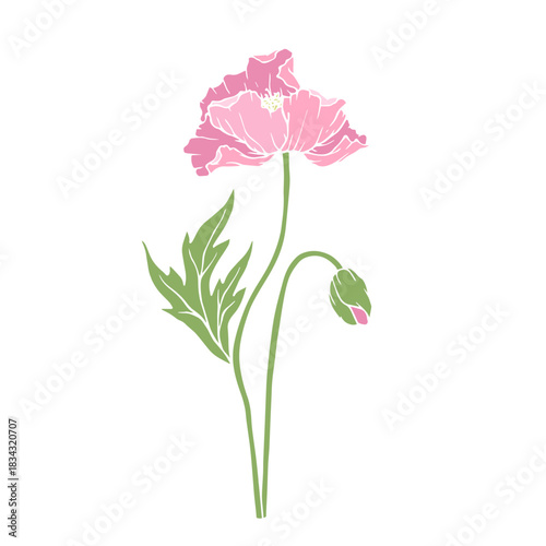 Wild poppy, seasonal meadow plants, medicinal herbs. Vector graphics.
