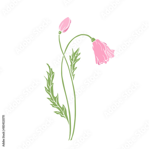 Wild poppy, seasonal meadow plants, medicinal herbs. Vector graphics.