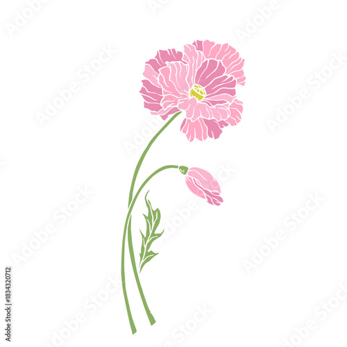 Wild poppy, seasonal meadow plants, medicinal herbs. Vector graphics.