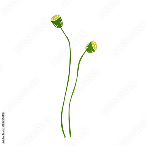 Wild poppy, seasonal meadow plants, medicinal herbs. Vector graphics.