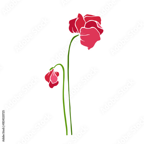 Wild poppy, seasonal meadow plants, medicinal herbs. Vector graphics.