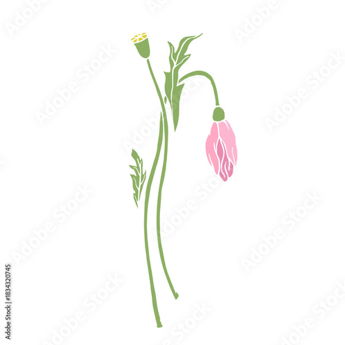 Wild poppy, seasonal meadow plants, medicinal herbs. Vector graphics.