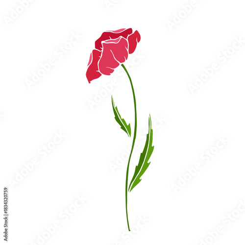 Wild poppy, seasonal meadow plants, medicinal herbs. Vector graphics.