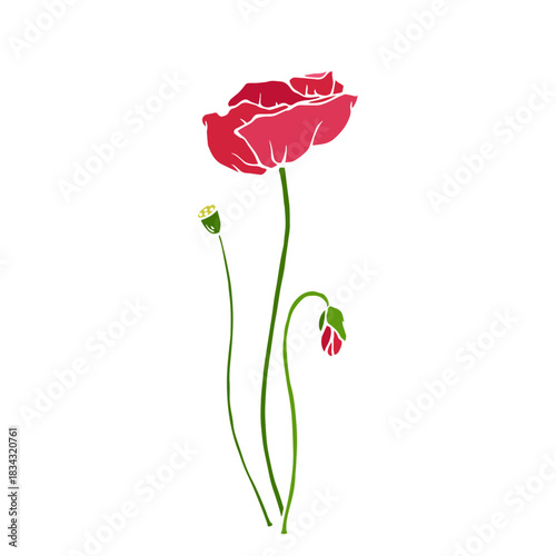 Wild poppy, seasonal meadow plants, medicinal herbs. Vector graphics.