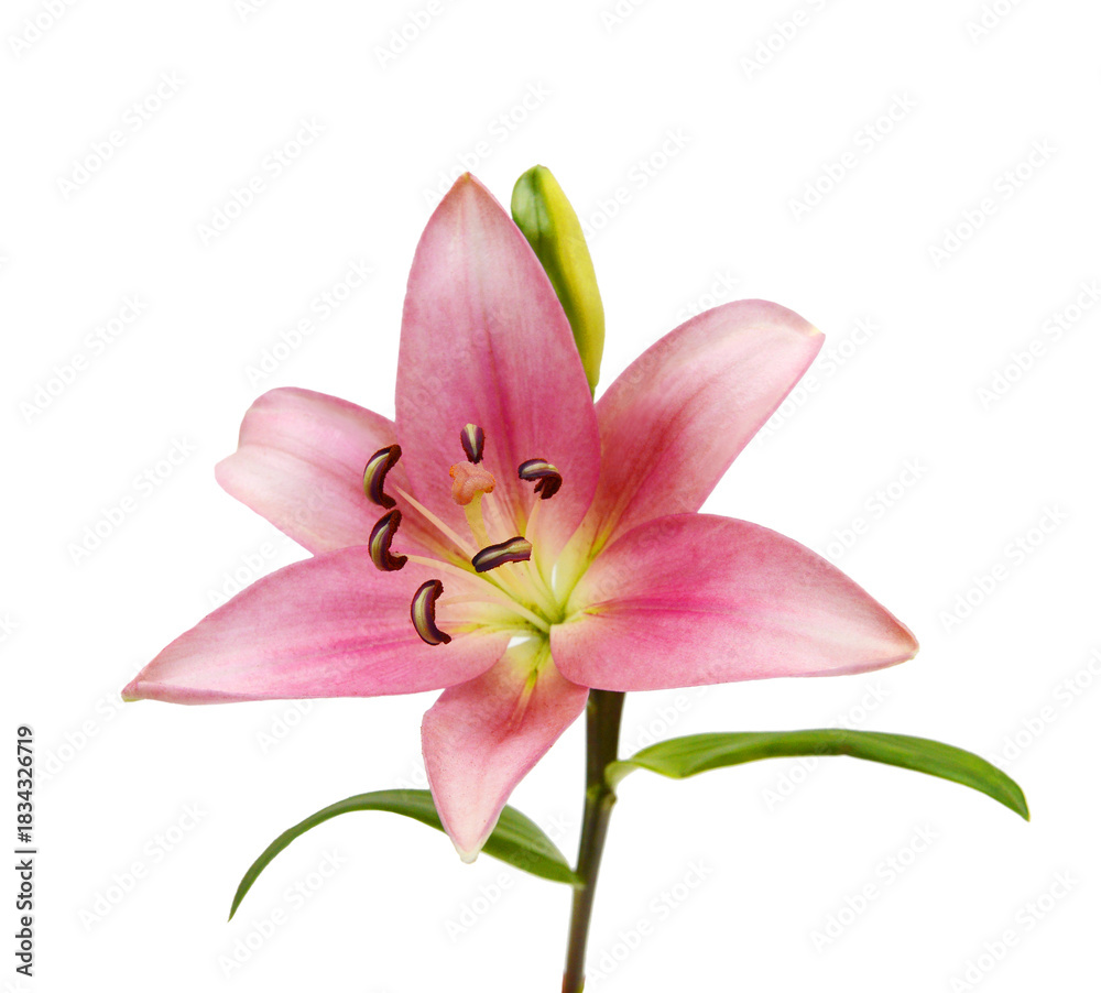 Naklejka premium Lily flower isolated on white background 