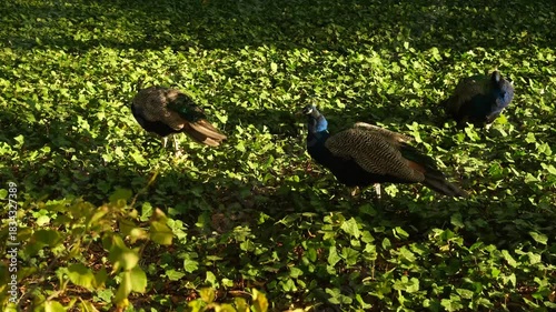 peacocks walk in the park among green plants