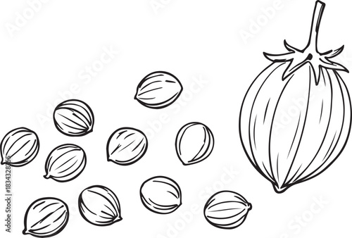 Coriander seed pod and scattered seeds out line illustration