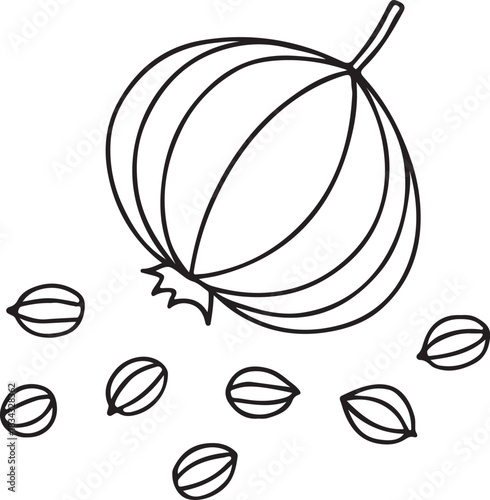 Coriander seed pod and scattered seeds out line illustration