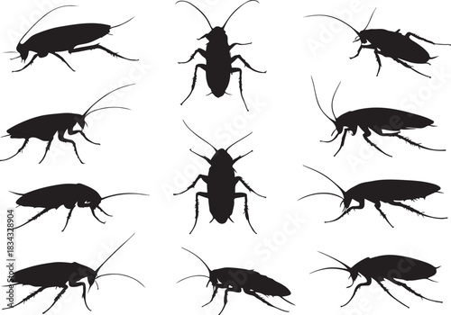 Set of Cockroach Silhouette in various poses isolated on white background