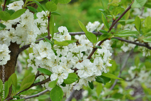 a branch of plum tree in bloom covered with white flowers