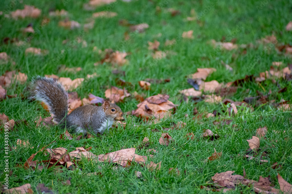 Fototapeta premium A Grey Squirrel foraging for food on the forest floor.