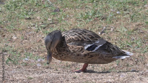 Mallard Duck (Anas platyrhynchos) female on land finding food on the ground and walking towards the camera. September, Kent, UK (Half speed)