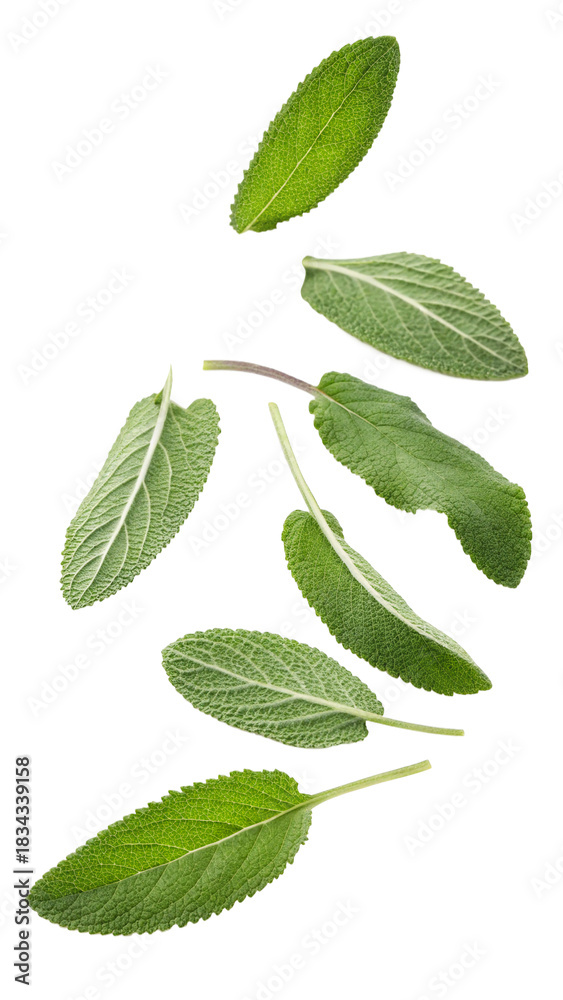 Fototapeta premium falling Freshly picked sage leaves isolated on transparent background