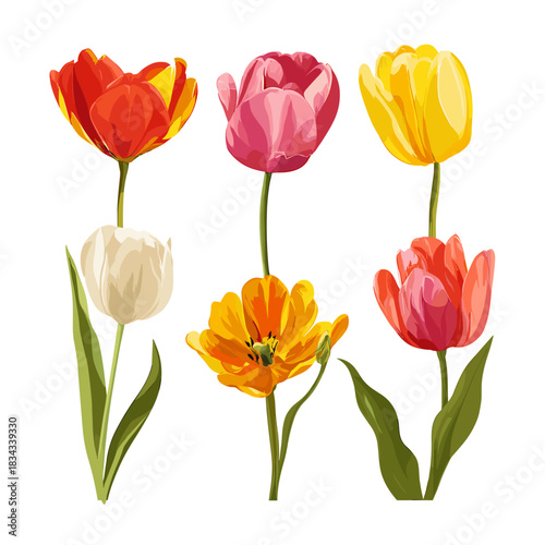 Vector illustration of a set of tulips in different colours and shapes isolated on a white background