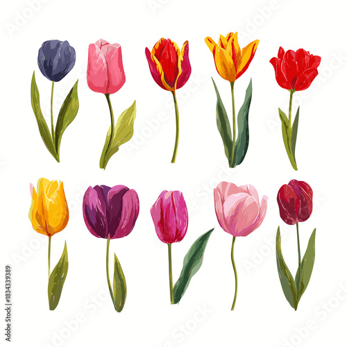 Vector illustration of a set of tulips in different colours and shapes isolated on a white background