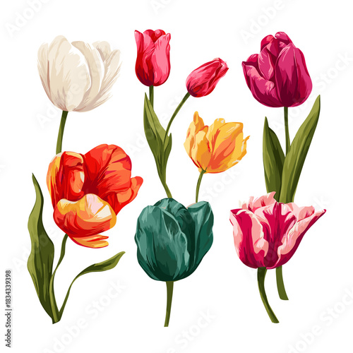 Vector illustration of a set of tulips in different colours and shapes isolated on a white background