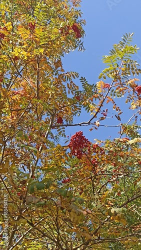 Autumnal Rowantree Splendor A Canopy of Golden Leaves and Crimson Berries Against Azure Sky