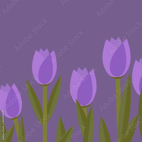 purple violet tulips vector
