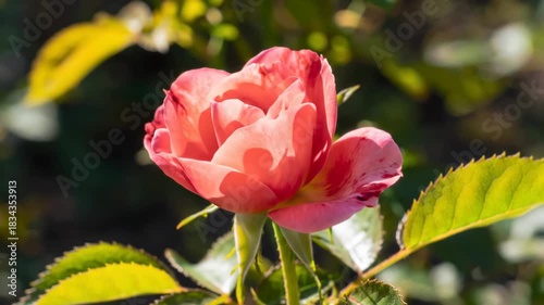 Close-up of a vibrant pink Rose bud surrounded by green leaves, nature beauty.