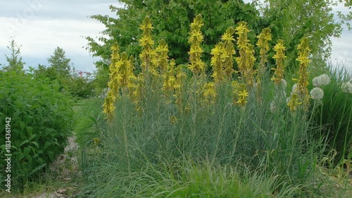 Asphodeline lutea - Mediterrane Junkerlilie Gelber Affodil Habitus in einer Staudenpflanzung