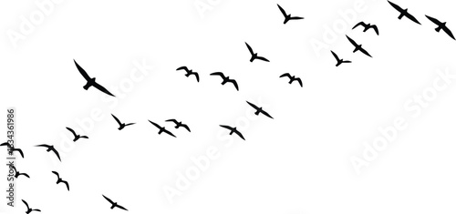 Flock of birds flying in formation against a white sky background