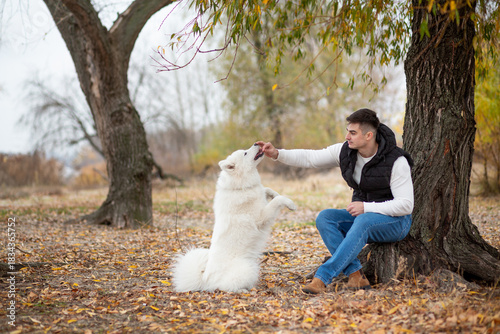 Wallpaper Mural A guy trains his pet Samoyed while sitting in a park by the river Torontodigital.ca