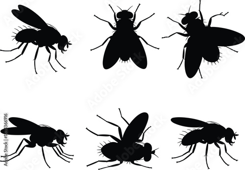 Black fly insect silhouette icon set, realistic flying bug poses, minimal vector illustration collection isolated on white background for pest design