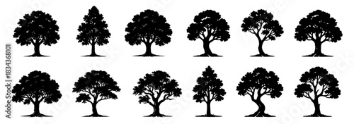 Silhouettes of mature trees with wide natural crowns. Each tree shows unique branching structure and organic shape variety