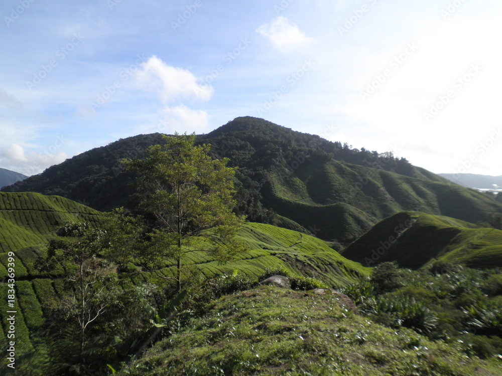 Obraz premium Verdant tea-covered hills in the Cameron Highlands, Malaysia, captured in soft natural light. A serene and iconic highland landscape.