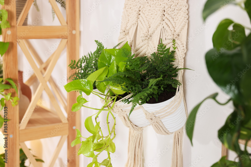 Obraz premium Beautiful potted houseplants hanging in macrame planter on white wall