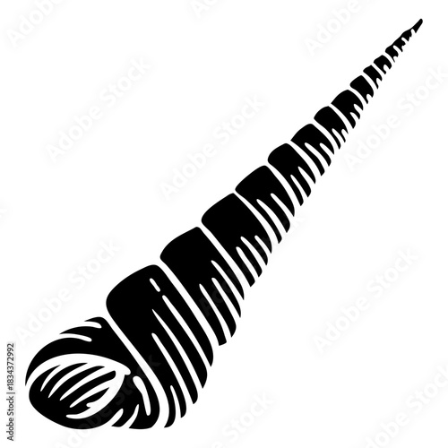 Seashells boring turret