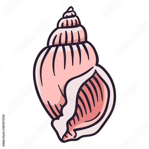 Seashells scotch bonnet hand drawn