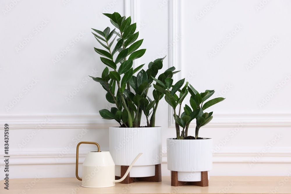 Fototapeta premium Beautiful potted houseplants and watering can on wooden table near white wall