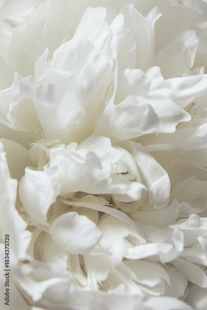 Naklejka premium Close-Up of a White Peony flowers blooming. Detail macro shot of delicate texture of white peony petals, soft focus. Cloud dancer pantone color of year 2026 stylish flat lay