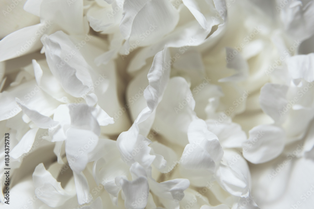 Obraz premium Close-Up of a White Peony flowers blooming. Detail macro shot of delicate texture of white peony petals and gentle tone of cloud dancer pantone color of year 2026 stylish flat lay. Soft focus