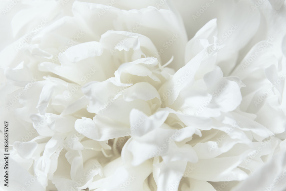 Naklejka premium Close-Up of a White Peony flowers blooming. Detail macro shot of delicate texture of white peony petals, soft focus. Cloud dancer pantone color of year 2026 stylish flat lay