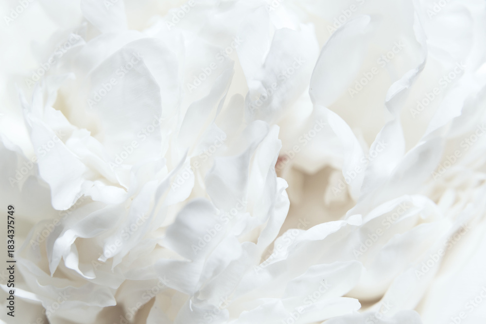 Naklejka premium Close-up White Peony Blossoms. A soft focus on white peony petals, delicate textures of buds flower, gentle shades, soft focus. Cloud dancer pantone color of year 2026 stylish flat lay